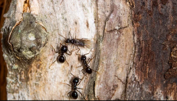 بیماری کی صورت میں چیونٹیاں بھی انسانوں کی طرح احتیاطی تدابیر اختیار کرتی ہیں، تحقیق