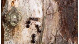 بیماری کی صورت میں چیونٹیاں بھی انسانوں کی طرح احتیاطی تدابیر اختیار کرتی ہیں، تحقیق