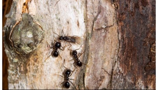 بیماری کی صورت میں چیونٹیاں بھی انسانوں کی طرح احتیاطی تدابیر اختیار کرتی ہیں، تحقیق