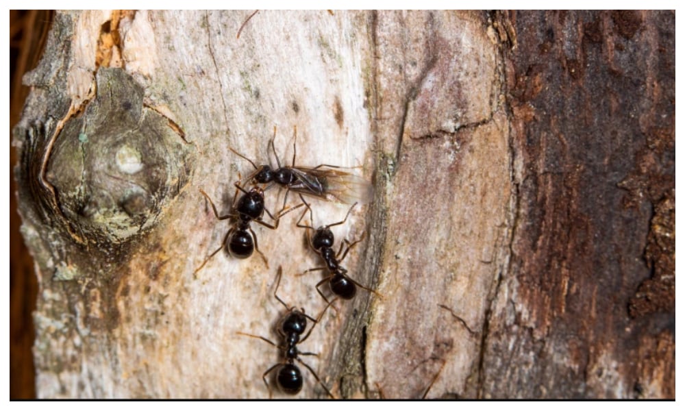 بیماری کی صورت میں چیونٹیاں بھی انسانوں کی طرح احتیاطی تدابیر اختیار کرتی ہیں، تحقیق