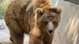 سندھ ہائیکورٹ کے حکم پر مادہ ریچھ "رانو" اسلام آباد منتقل