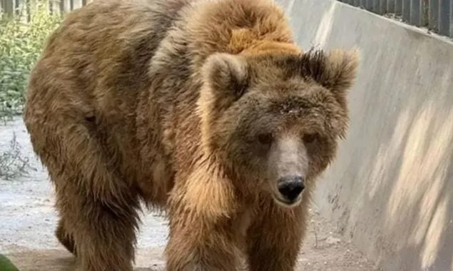 سندھ ہائیکورٹ کے حکم پر مادہ ریچھ "رانو" اسلام آباد منتقل