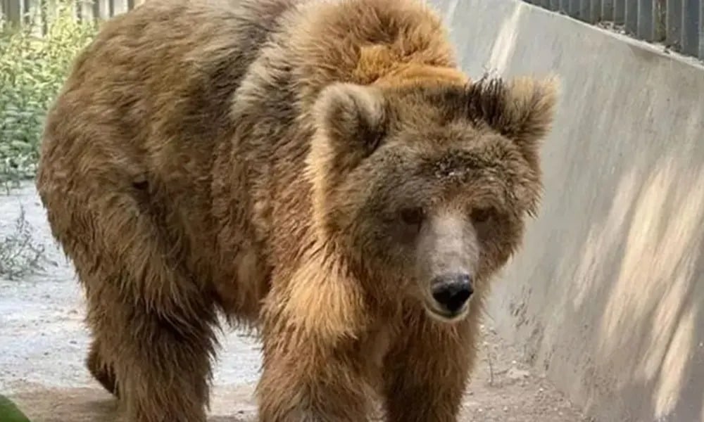 سندھ ہائیکورٹ کے حکم پر مادہ ریچھ "رانو" اسلام آباد منتقل