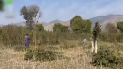 وادی تیراہ میں منشیات کی ترسیل اور منظم نیٹ ورک کے حوالے سے ہوشربا انکشافات