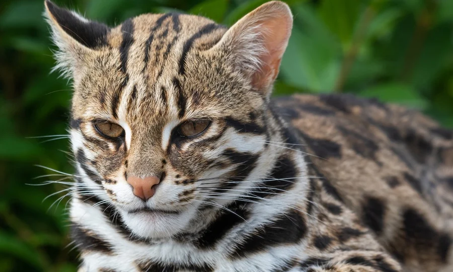 قدیم چینی بلیاں موجودہ گھریلو بلیوں سے بالکل مختلف نسل کی تھیں، تحقیق