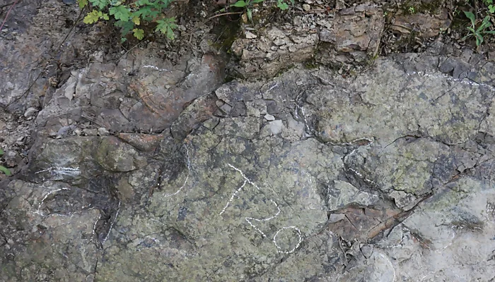 200 ملین سال قدیم ڈائنو سارز کے قدموں کے نشان چین میں دریافت