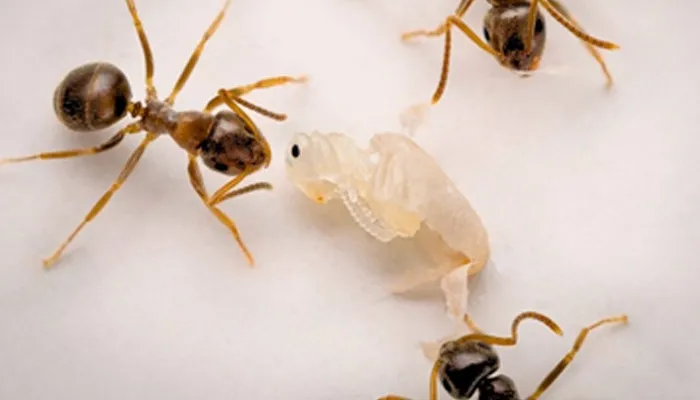 بیمار چونٹیاں خود فنا ہوکر دوسروں کی جان بچاتی ہیں، تحقیق