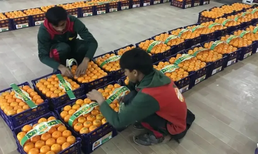 کینو کی برآمدات میں 5 سال کے دوران 50 فیصد کی کمی