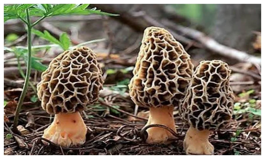 ایسا جادوئی مشروم جو ڈپریشن کے علاج میں مددگار، نئی تحقیق سامنے آگئی