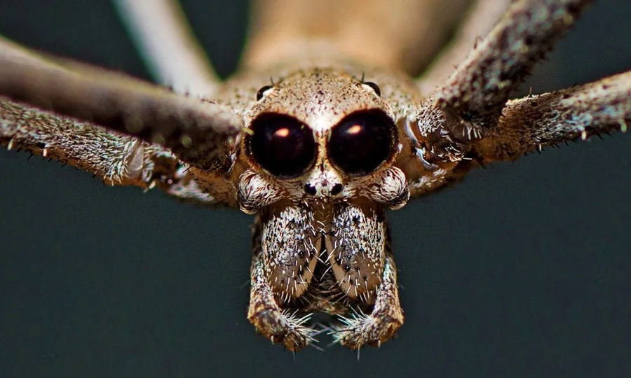 ایوارڈ یافتہ تصویر نے مکڑی کے جال کا حیرت انگیز راز بے نقاب کردیا