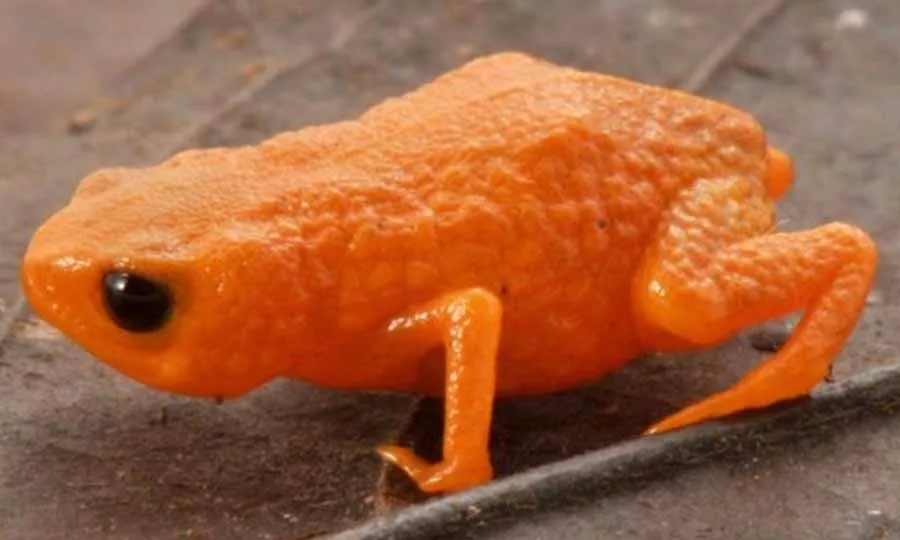 برازیل کے جنگلات میں مینڈک کی نئی نسل دریافت