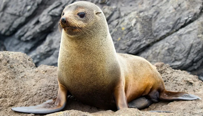 نیوزی لینڈ کے بار میں اچانک چھوٹا فرسیل نمودار، لوگ حیران