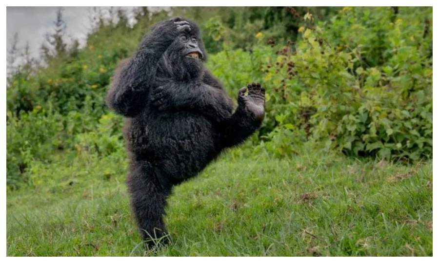 ہنستے ہوئے گوریلا نے جنگلی حیات کا کامیڈی مقابلہ جیت لیا