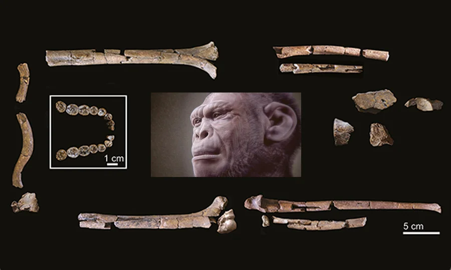 دو ملین سال پرانا انسانی فوسل دریافت، ابتدائی انسان کی تاریخ میں بڑی پیش رفت