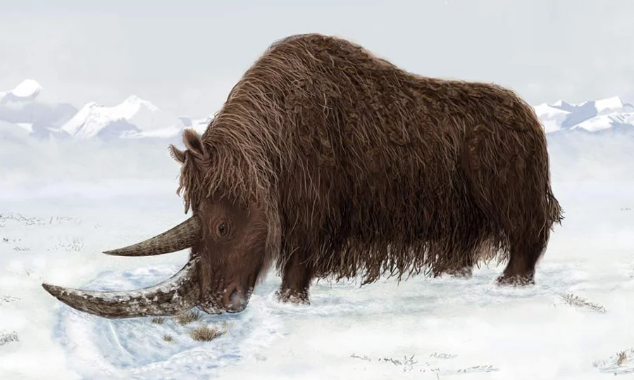 برفانی دور کے اون دار گینڈے کی نسل کیسے ختم ہوئی؟ حیران کن حقائق سامنے آگئے