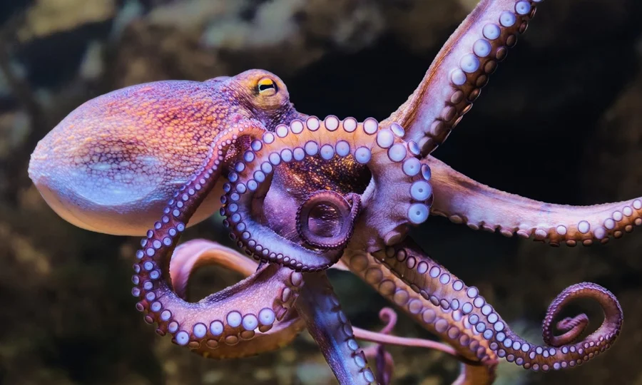 برطانیہ کے ساحلوں پر نایاب آکٹوپس کی غیر معمولی یلغار کی وجہ کیا ہے؟