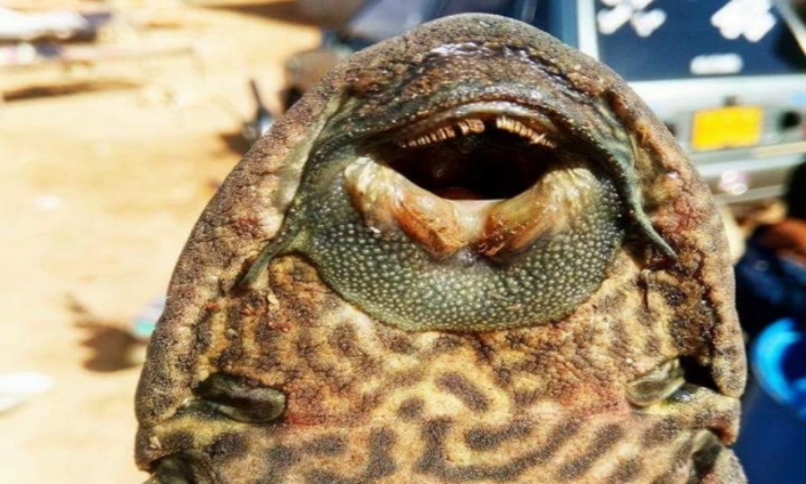 غیر ملکی ایلین مچھلی سے پاکستان کی آبی حیات کو خطرات لاحق