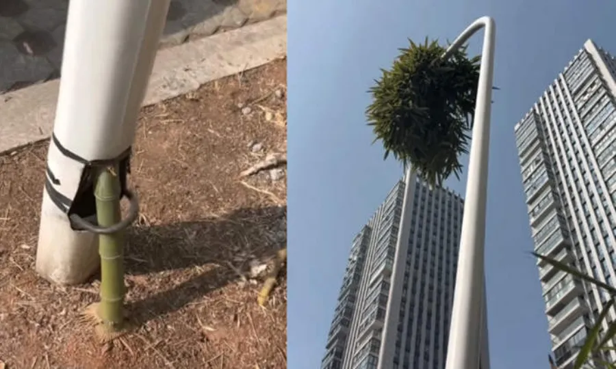 چین؛ اسٹریٹ لیمپ کے پائپ میں اگنے والا بانس عزم و استقامت کی علامت بن گیا