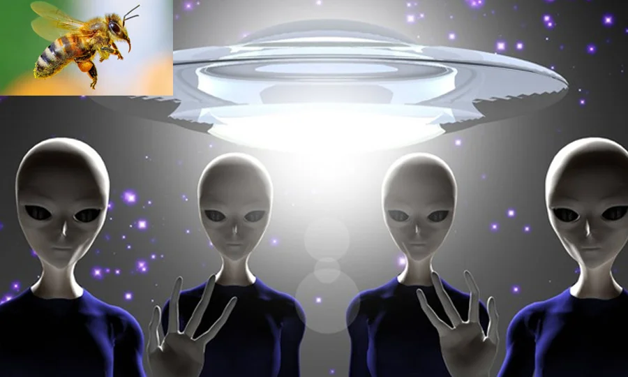 کیا ہم ریاضی کے ذریعے خلائی مخلوق سے بات کرسکتے ہیں؟ شہد کی مکھیوں نے راز کھول دیا