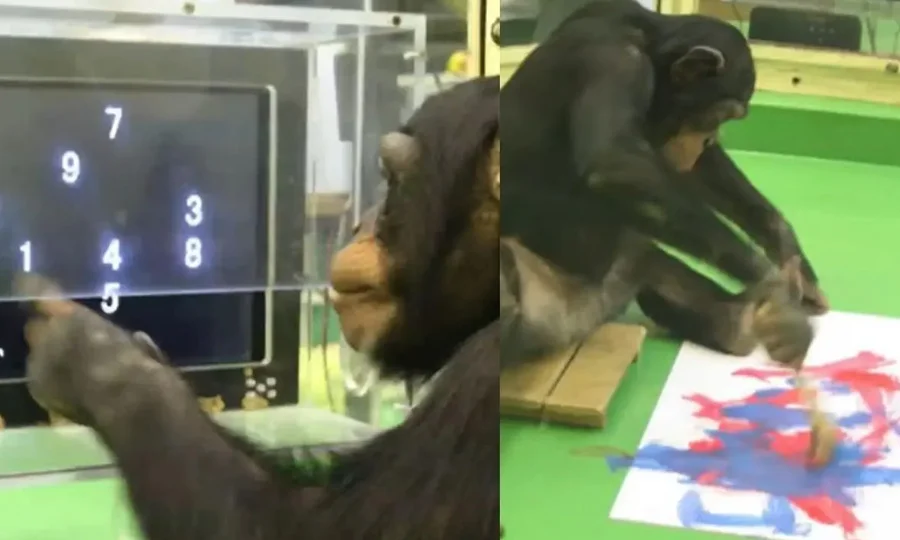 دنیا کی ذہین ترین چمپینزی 49 برس کی عمر میں چل بسی