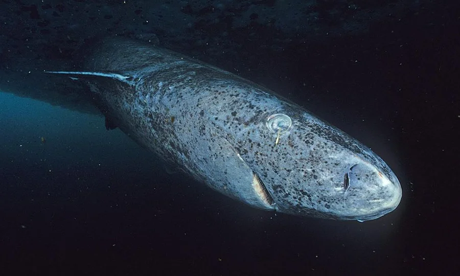 طویل عمر زندہ رہنے والی شارک کا حیرت انگیز راز سامنے آگیا