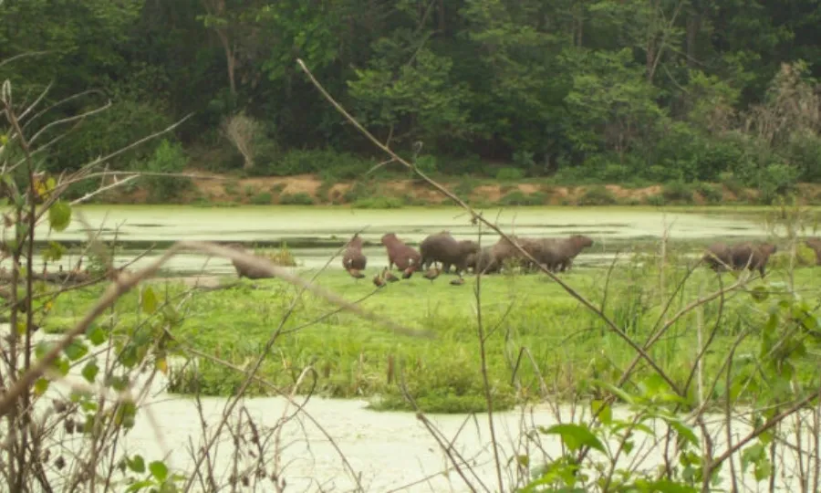 مچھروں کا انسانوں پر انحصار بڑھ گیا، تحقیق میں چونکہ دینے والا انکشاف