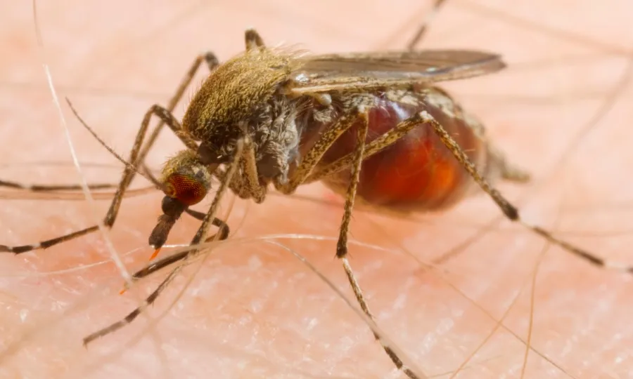 مچھروں کا انسانوں پر انحصار بڑھ گیا، تحقیق میں چونکہ دینے والا انکشاف