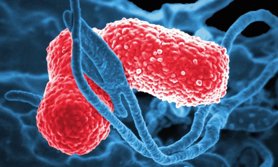 معدے کے بیکٹیریا اور نشہ: سائنسدانوں کی حیران کن دریافت