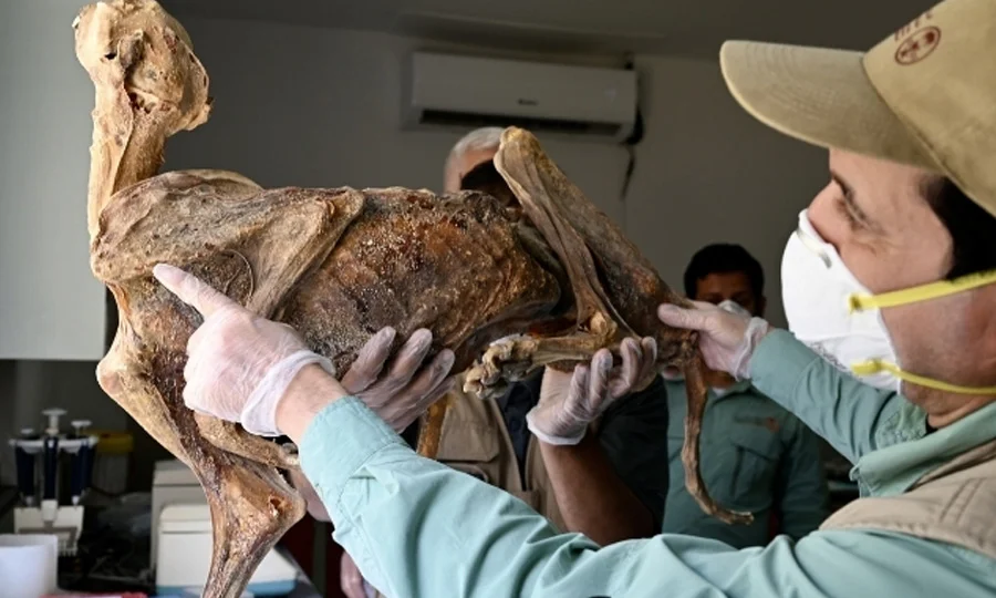 عرب صحرا سے نایاب محفوظ شدہ چیتوں کی باقیات دریافت