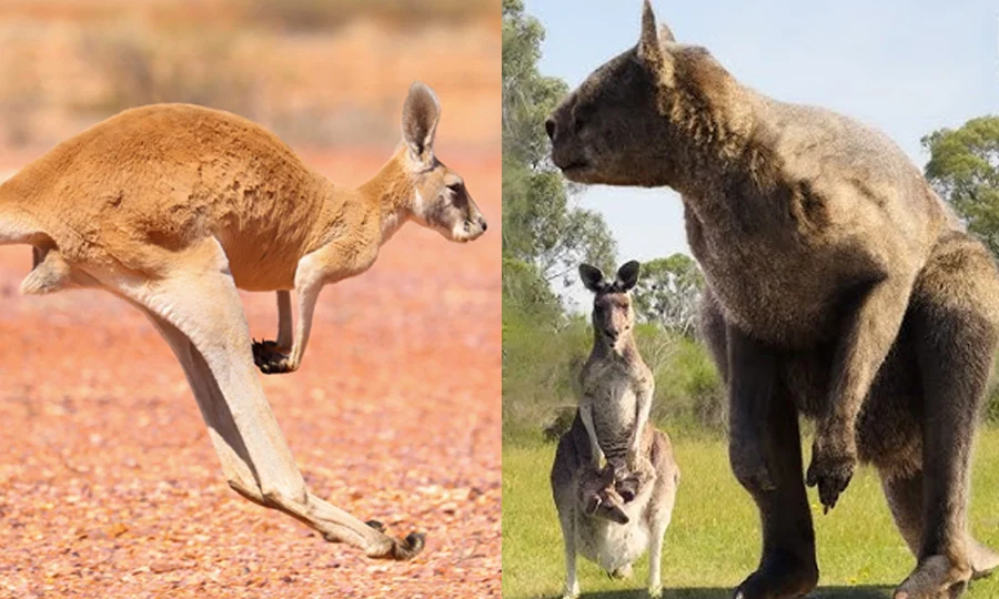 دیوہیکل کینگرو بھی چھلانگ لگانے کے قابل تھے؟ قدیم فوسلز سے حیران کن انکشاف