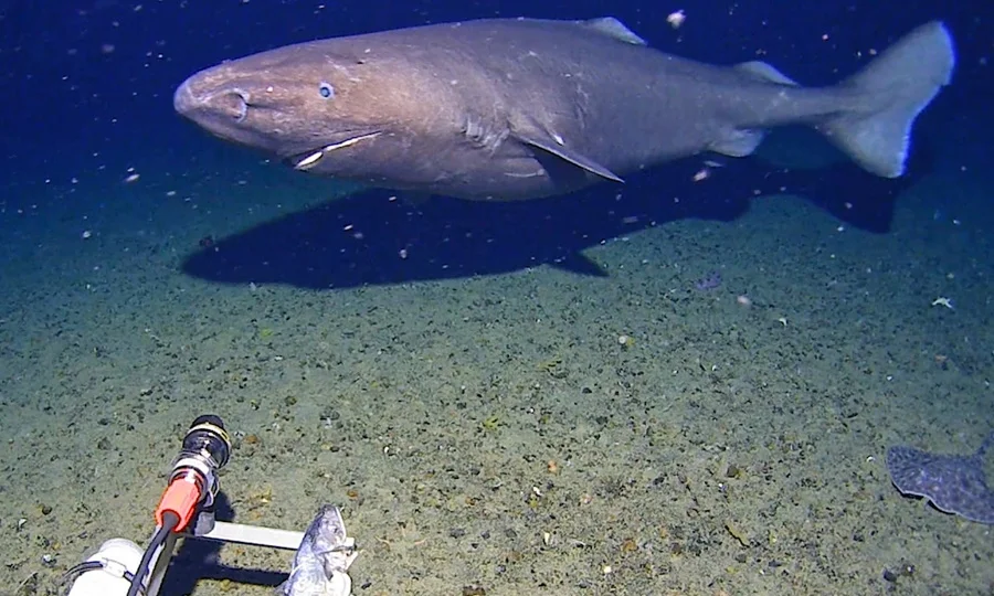 انٹارکٹیکا کے سرد سمندر میں شارک کی غیر متوقع موجودگی، سائنسدان حیران