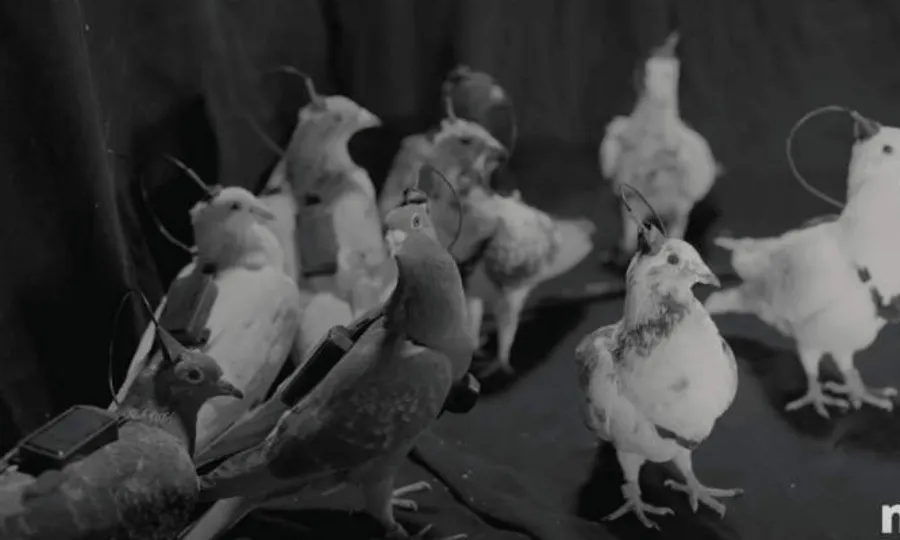 روسی کمپنی کا کبوتروں کو ڈرونز میں بدلنے کا انوکھا دعویٰ