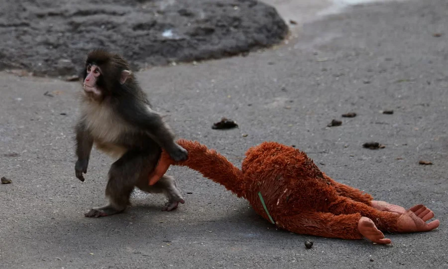 ماں نے ٹھکرادیا، کھلونا بنا سہارا؛ بندر کے بچے کی کہانی نے دنیا کو رُلادیا