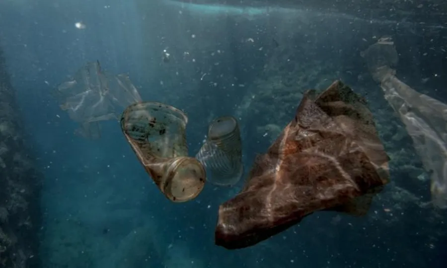 پاکستان کی سمندری حیات سے متعلق بڑی خبر آگئی