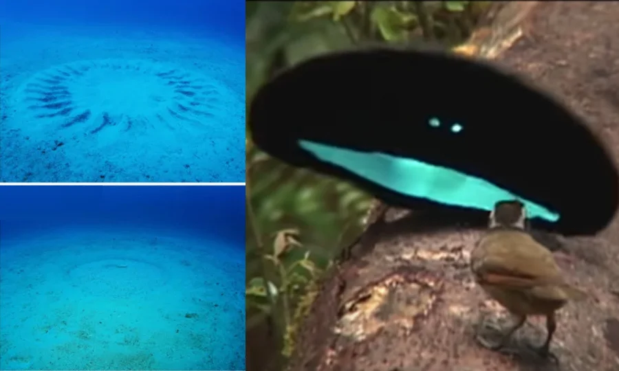 محبت میں کیا کچھ نہیں! سمندر سے جنگل تک حیران کن رسمیں