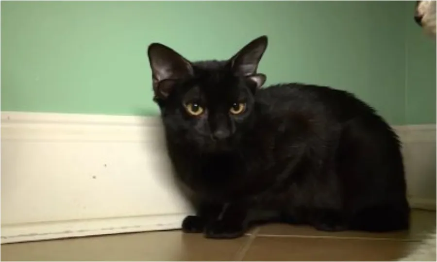 چار کانوں والی بلی سوشل میڈیا اسٹار بن گئی