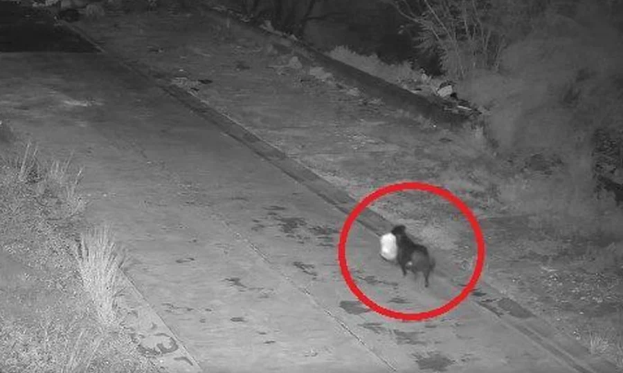 مالک کی شرارت؛ کتے کو سڑک کنارے کوڑا پھینکنے کی تربیت دے دی