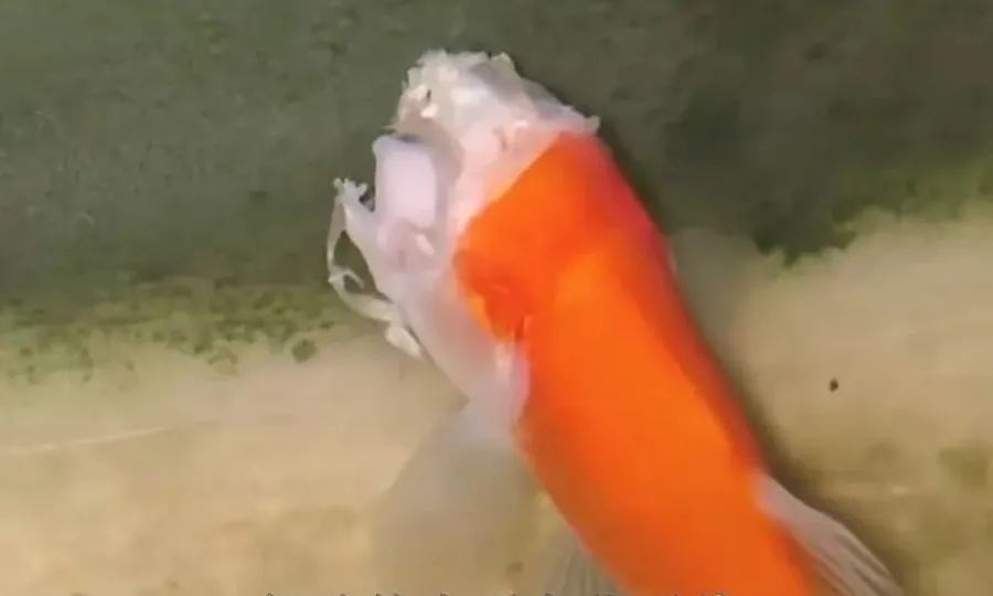 سر کھودینے کے باوجود زندہ رہنے والی معجزاتی گولڈ فش