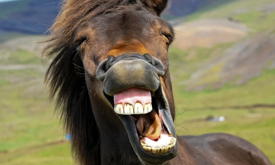 گھوڑے کی ہنہناہٹ؛ گھوڑا ایک نہیں دو آوازیں نکالتا ہے