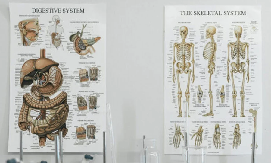 انسانی جسم کا نقشہ اب بھی نامکمل: نئی دریافتوں نے پرانی کتابوں کی بنیاد ہلادی