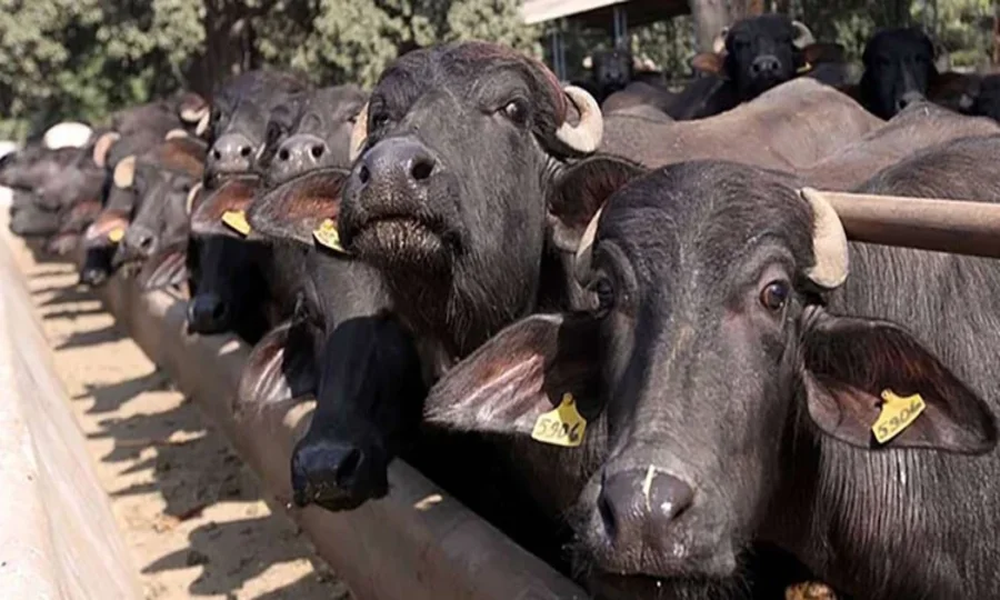 لانڈھی کیٹل کالونی میں زہریلی فیڈ سے درجنوں قیمتی مویشی ہلاک