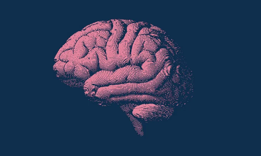 یہ مخصوص غذا دماغی عمر کی رفتار سست کر سکتی ہے، تحقیق