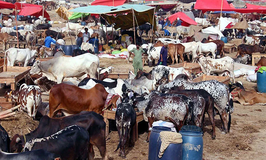 کراچی والوں انتظار کی گھڑیاں ختم، نادرن بائی پاس مویشی منڈی میں بلڈوزر چل گئے