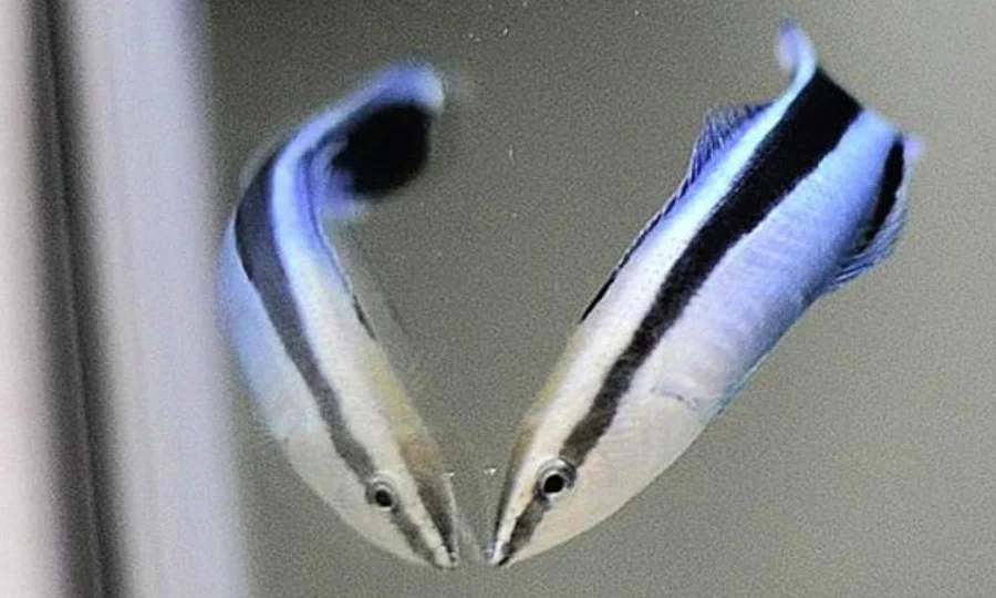 چھوٹی مچھلی نے خود کو پہچاننے کا امتحان پاس کرلیا، سائنسدان حیران