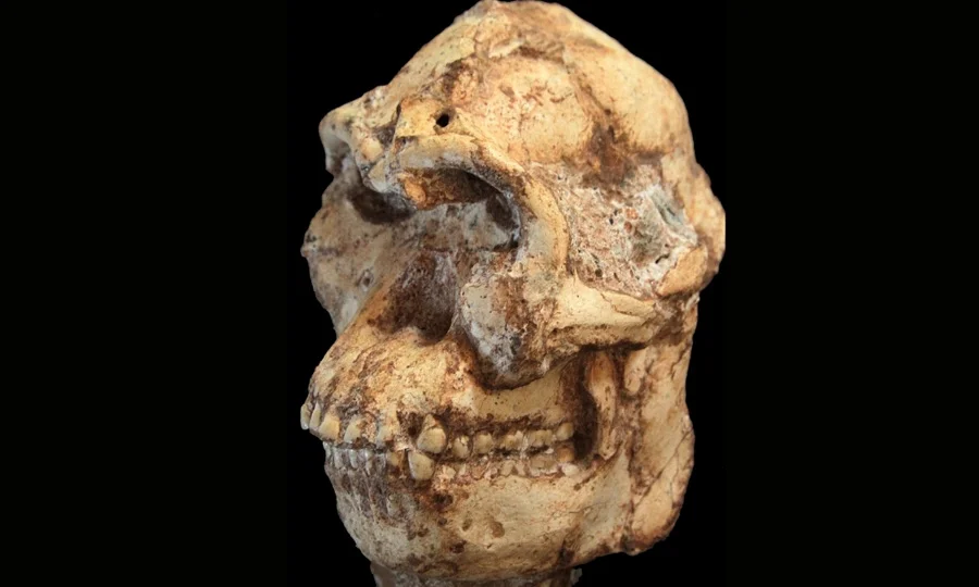 37 لاکھ سال پہلے زمین پر رہنے والے انسان کا چہرہ تشکیل دے دیا گیا