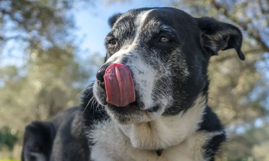 کتوں کے آنتوں کے بیکٹیریا کینسر کی بقا کا راز بتاسکتے ہیں؟