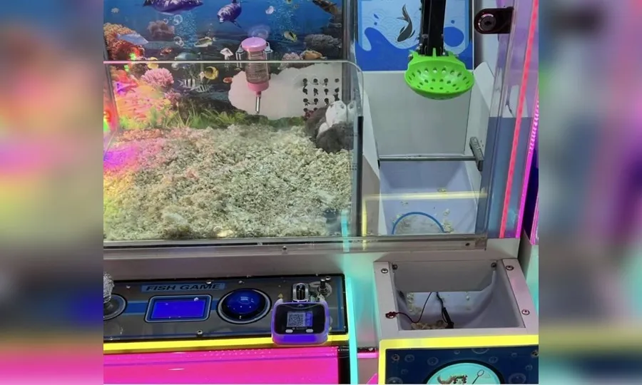 چین: کلاؤ مشین گیم میں زندہ جانور بطور انعام ملنے لگے