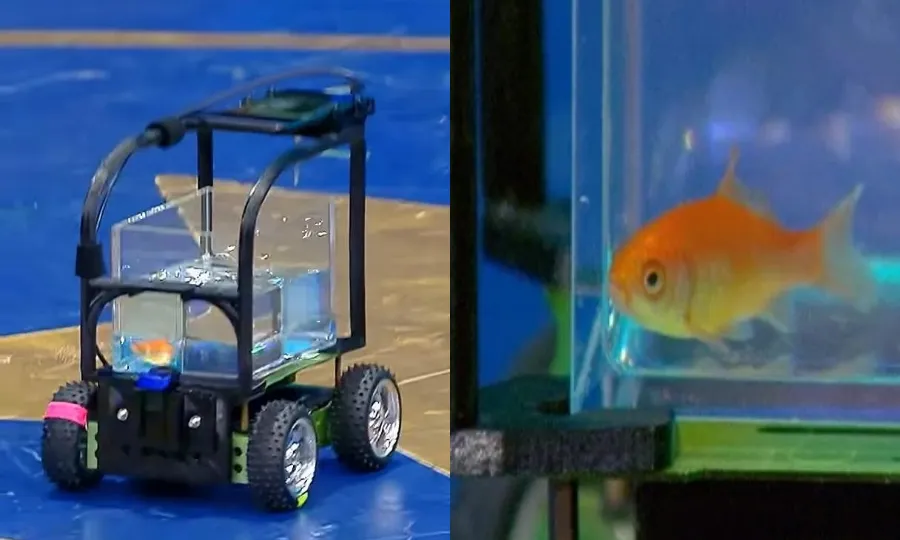 گولڈ فش نے کار چلا کر عالمی ریکارڈ بنا ڈالا