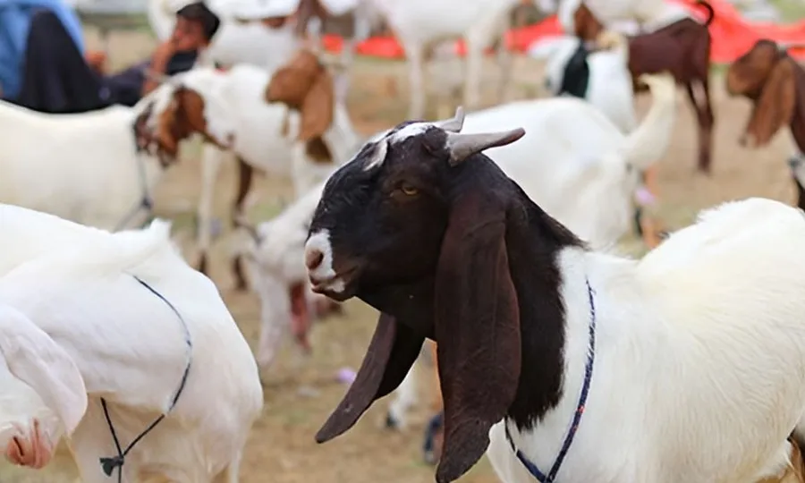 عید کا دوسرا دن، سنت ابراہیمی کی ادائیگی کا سلسلہ جاری