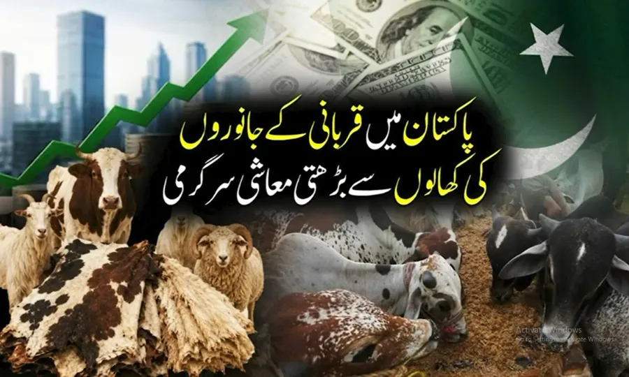 پاکستان میں عیدالاضحیٰ پر ذبح جانوروں کی کھالوں سے بڑی معاشی سرگرمی متوقع